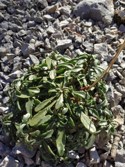 Iberis