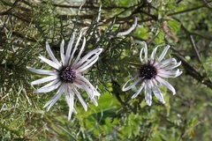 Berkheya purpurea