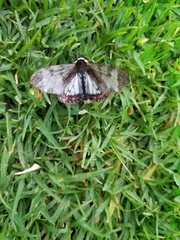 Dysschema leucophaea