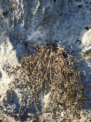 Scrophularia rupestris