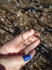 Bupleurum rotundifolium