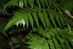 Diplazium succulentum