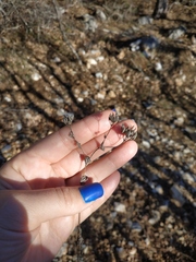 Bupleurum rotundifolium