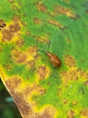 Lemini