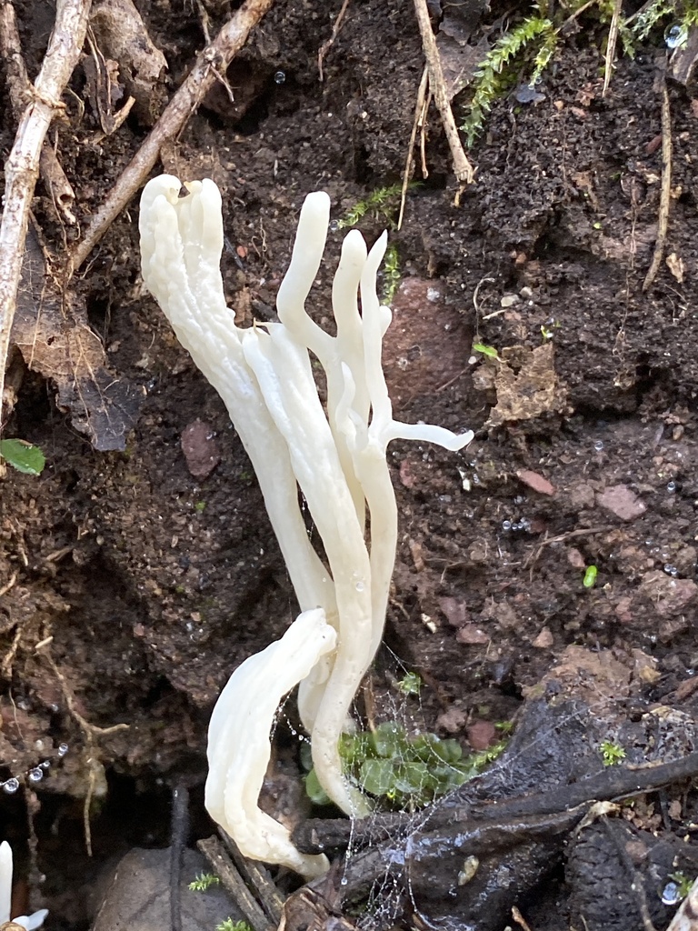 Clavulina etruriae