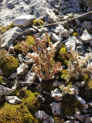 Minuartia glomerata