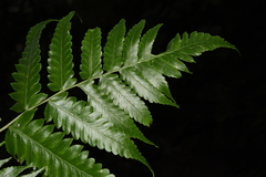 Diplazium succulentum