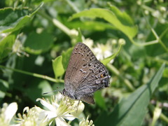 Satyrium behrii