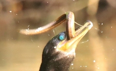 Synbranchus marmoratus