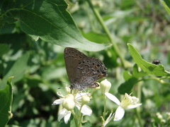 Satyrium behrii