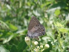 Satyrium behrii