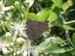 Satyrium behrii