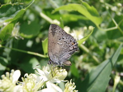 Satyrium behrii