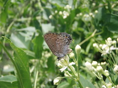Satyrium behrii