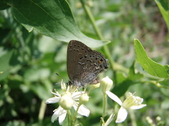 Satyrium behrii