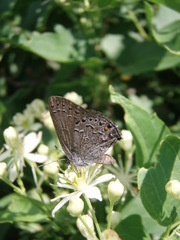 Satyrium behrii