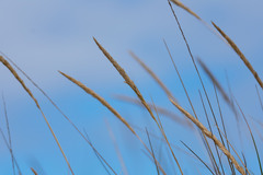 Ammophila arenaria