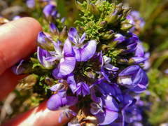 Psoralea aculeata