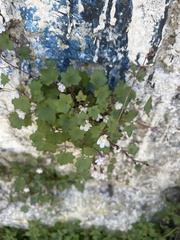 Cymbalaria muralis