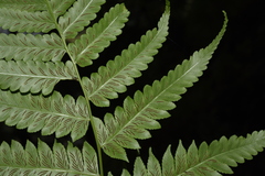 Diplazium succulentum