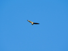 Buteo buteo