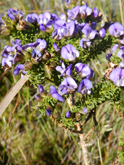 Psoralea aculeata