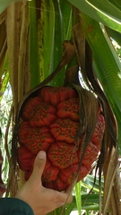 Pandanus spiralis