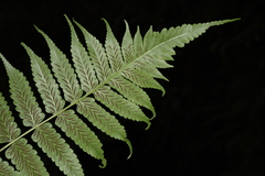 Diplazium succulentum