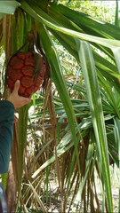 Pandanus spiralis