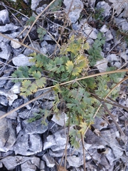 Pimpinella tragium
