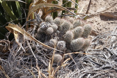 Escobaria tuberculosa