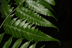 Diplazium succulentum