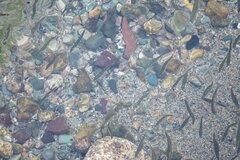 Gasterosteus aculeatus