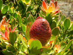 Leucadendron strobilinum