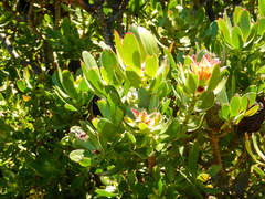 Leucadendron strobilinum