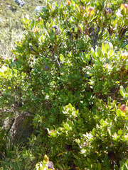 Leucadendron strobilinum