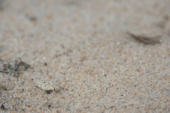 Sphingonotus imitans