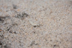 Sphingonotus imitans