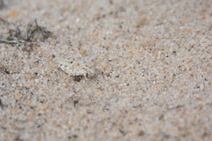 Sphingonotus imitans