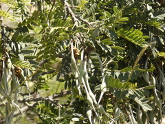 Sophora macrocarpa