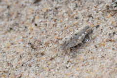 Sphingonotus imitans