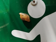 Sheldoniinae