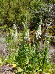 Digitalis