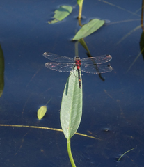 Leucorrhinia orientalis
