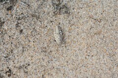 Sphingonotus imitans