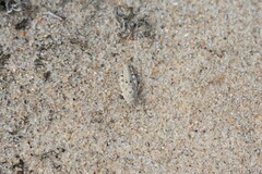 Sphingonotus imitans