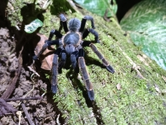 Ornithoctoninae