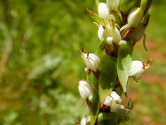 Satyrium ligulatum