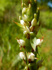 Satyrium ligulatum