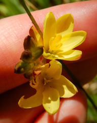 Ixia odorata